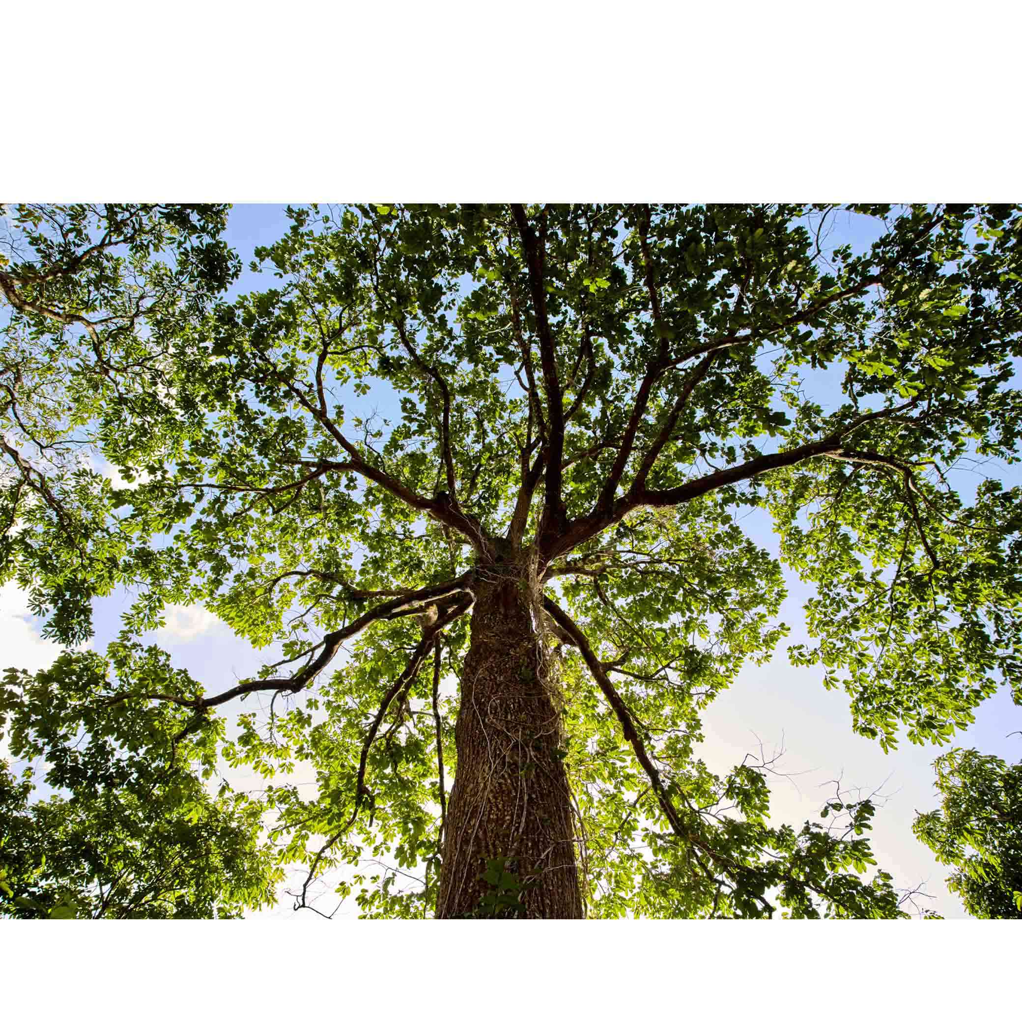 Sabonete Em Barra Puro Vegetal Esfoliante Ekos 4 Un De 100 G 5 Sabonete em Barra Puro Vegetal Esfoliante Ekos